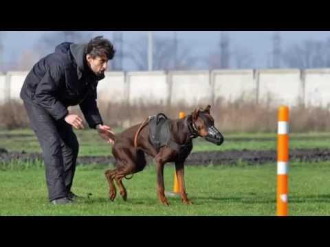 Доберман Тезей. Атака в наморднике