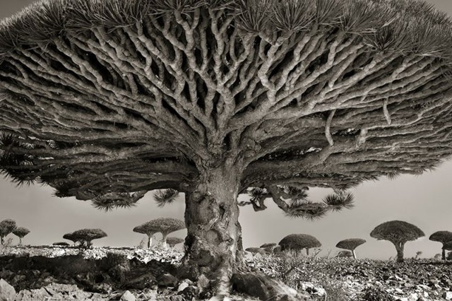 Женщина, в течение 14 лет фотографировала старые деревья со всего мира