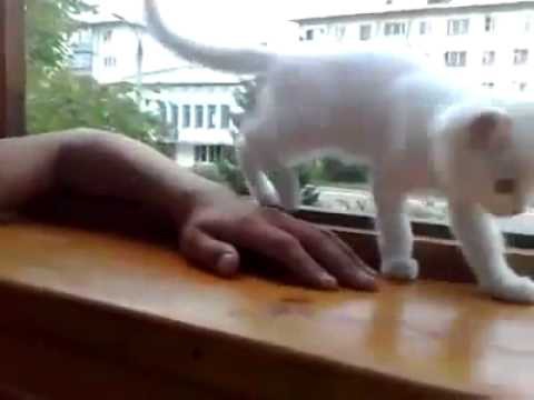 Не все коты эгоисты