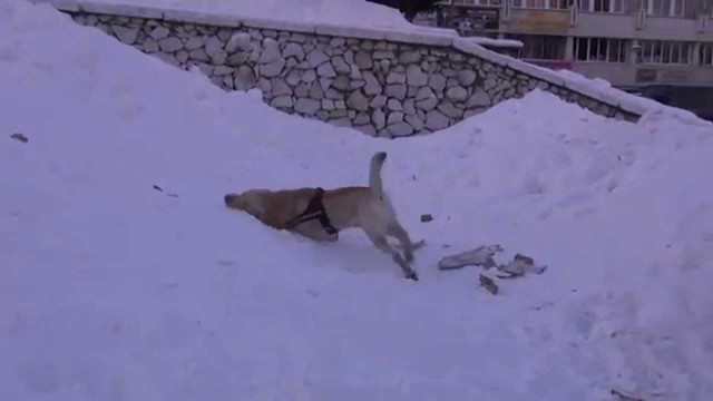 Пес очень любит снег.