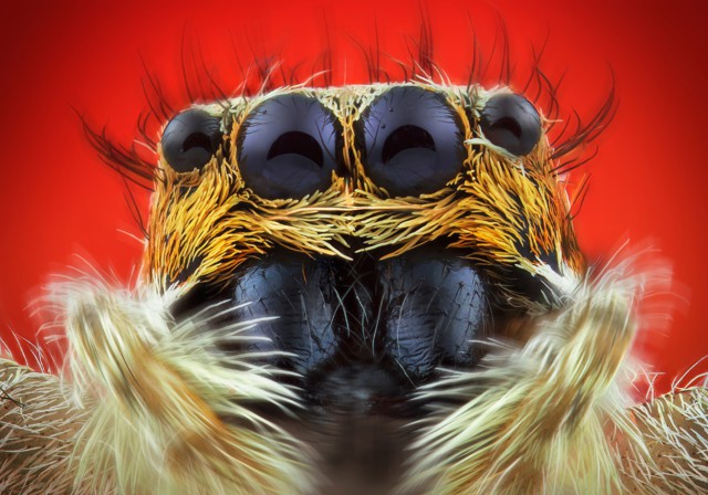 Макромир в фотографиях Василия Меньшова