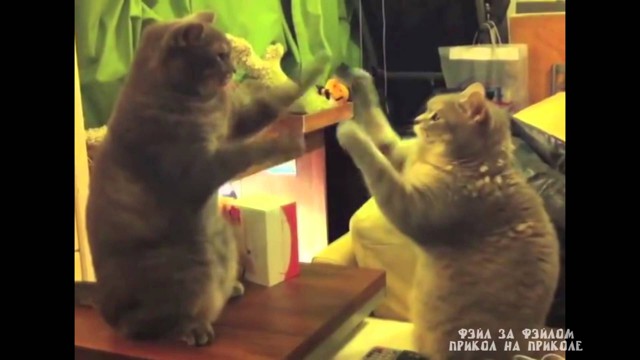Коты играют в ладушки