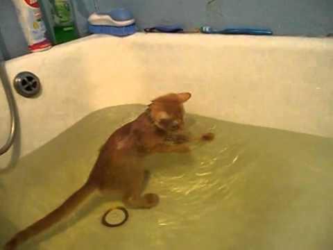 Водоплавающий котэ