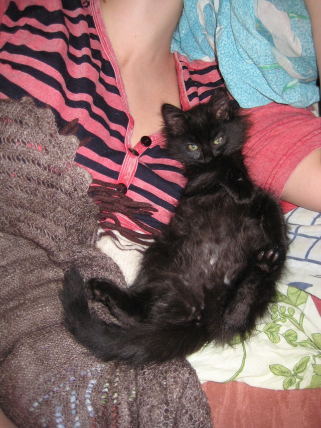 Беспородные коты, кошки и котята