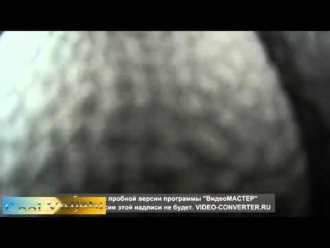 Водитель приоры дятел