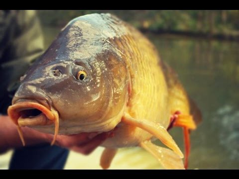 Как поймать большую рыбу всего за 8 секунд 