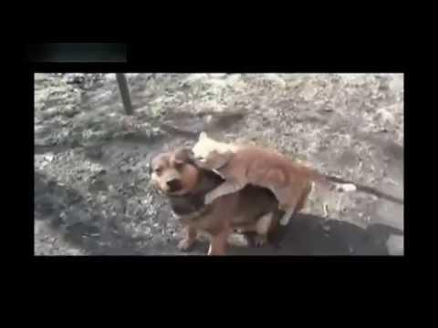 Суровый Челябинский Кот 