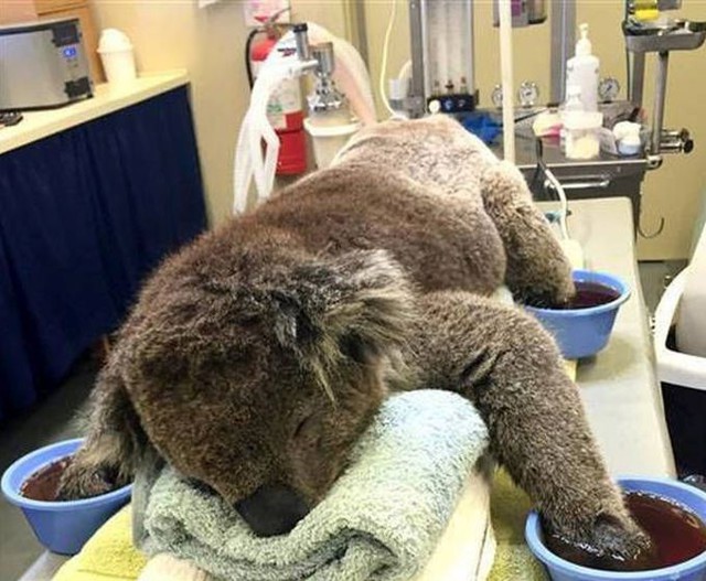Люди помогают коалам, получившим ожоги 