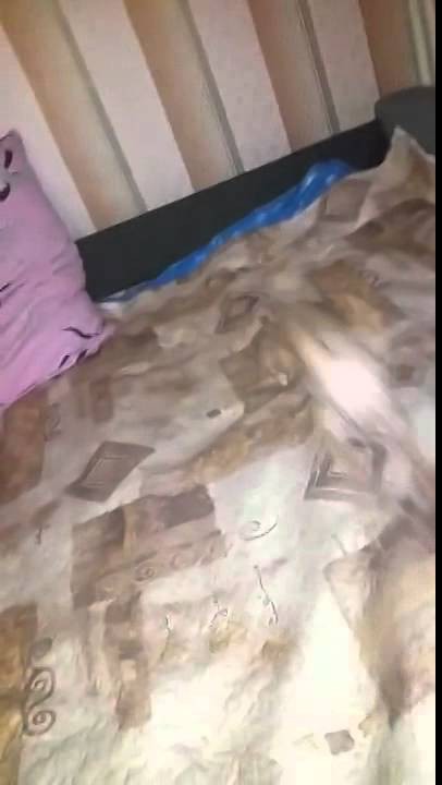 Собачка разбесилась