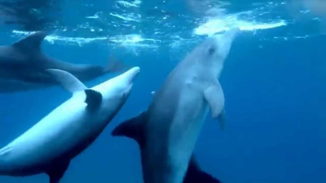 Дельфины не прочь оттянуться по полной!