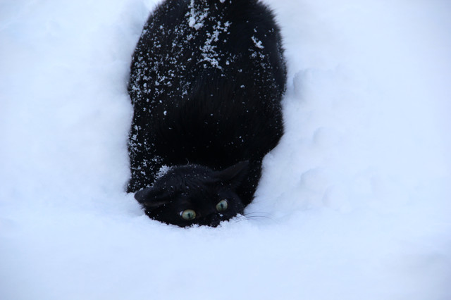 Фотоподборка за 15.01.2015