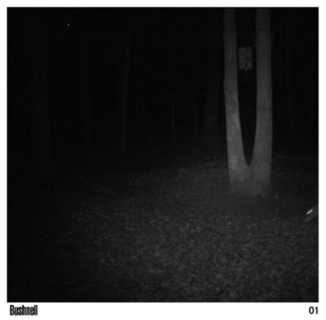 Олени спалились