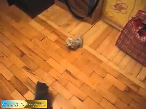Котенок каратист