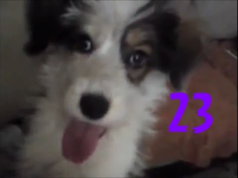 Забавные псы