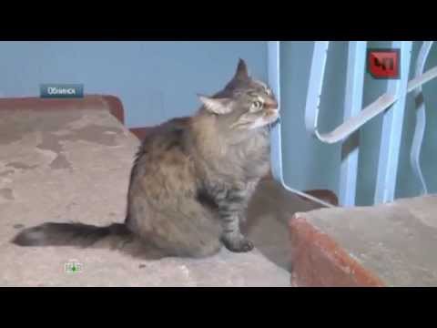 Кошка Маша перебудила весь подъезд, спасая двухмесячного мальчика