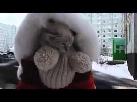 Кошка греется