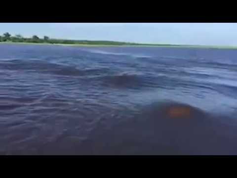 Туристы спаслись от бегемота на скоростной лодке