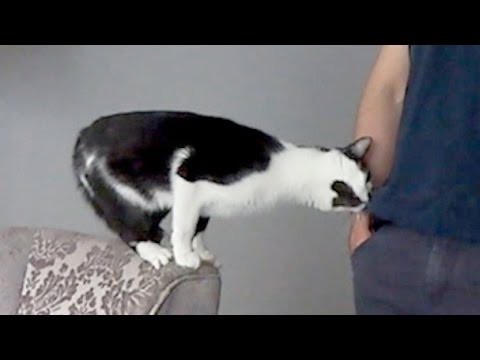 Кот который любит своего хозяина!
