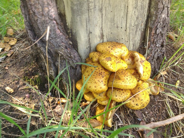 Красивых грибов пост 