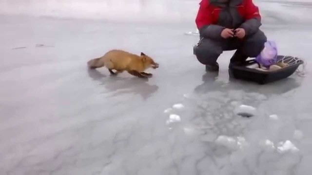 В Приморском крае Лиса вышла к рыбакам 