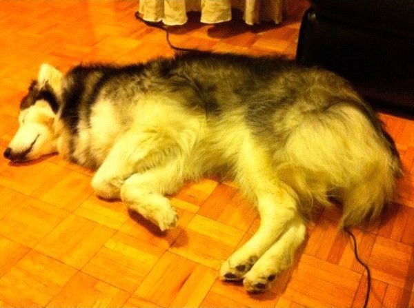 Собака, выращенная котами