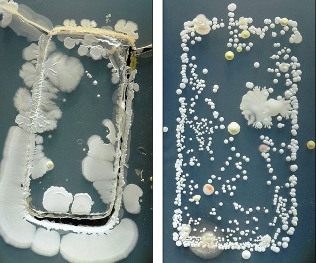 Какую заразу может вам подарить мобильный телефон