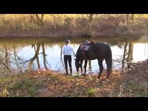  Лошадь впервые увидела воду