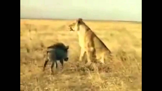  Битва кабан против льва