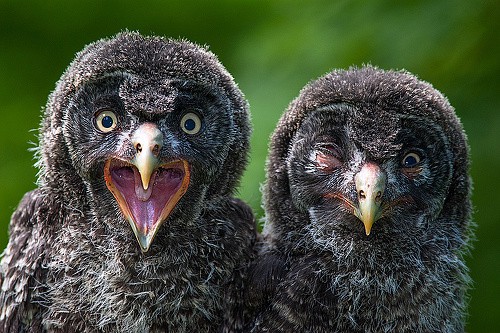 Немного из жизни животных и птиц!