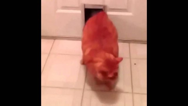 Кошка СВИН возвращается домой