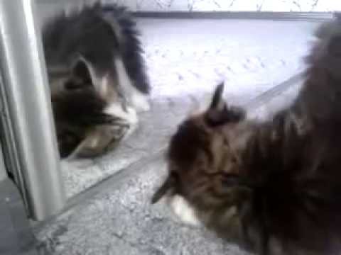 Котенок и зеркало