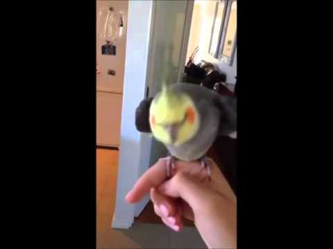 Попугай поёт дабстеп 