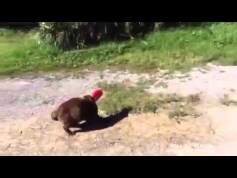 Пёс помогает кошке