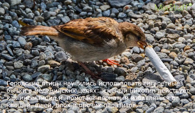 А вы знали, что...