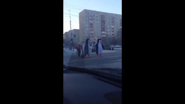Невероятные приключения пингвинов в России