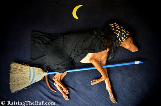  Веселые приключения пса во время сна