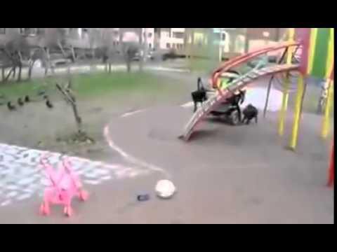 Кот охраняет детей от собаки 