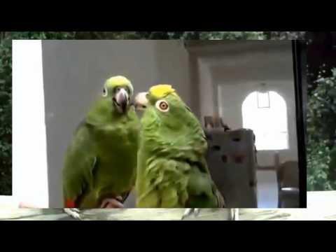 Пьяные попугаи поют песню