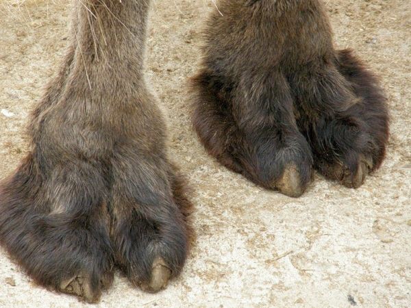 Верблюжьи лапки (копытца). Часть 2