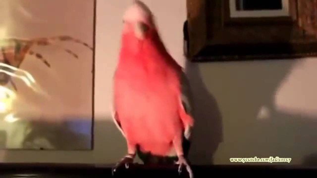 Сборник попугаев которые умеют танцевать не на шутку(gangnam style)