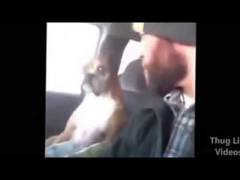 Приколы с животными под весёлый музон