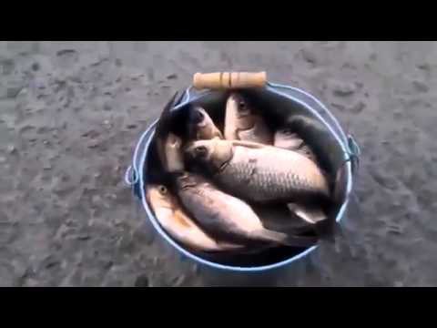Большой улов! Ведро карасей