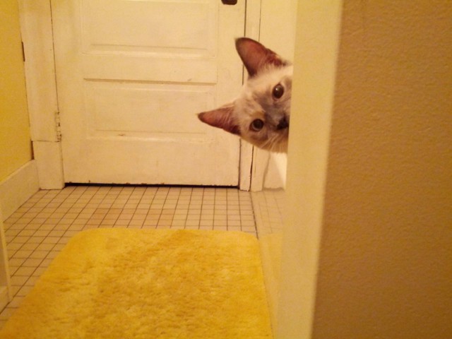 20 питомцев, которые ни на минуту не оставят вас в покое 