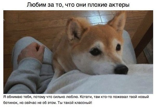 За что мы любим собак