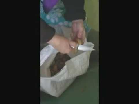 Сиамская кошка ест сырую картошку