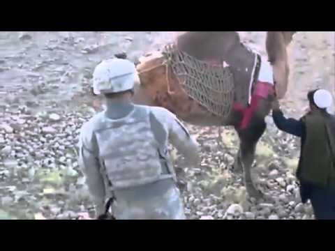 Боевая единица верблюд - серьезная угроза для американских солдат 