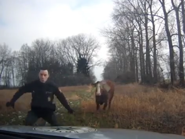 Корова напала на полицейского