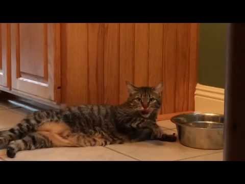 Прикольный кот 