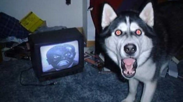 Собаки - наши верные друзья! 