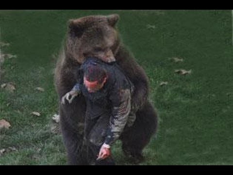 Голливудский медведь
